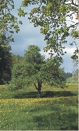 Obstbaum unter Eiche