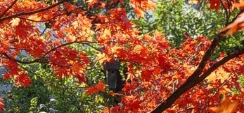 Roter Ahorn02